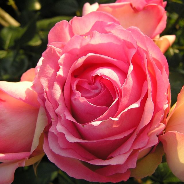 Schöne Rose